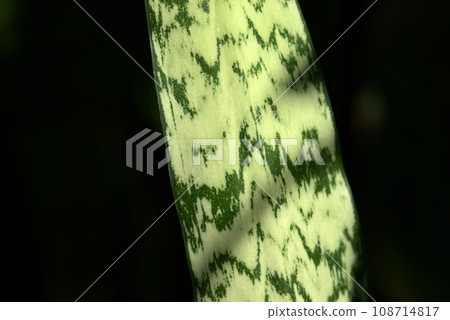 葉紋自然造型 108714817