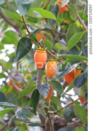 Persimmon fruit (Fudegaki) about to be harvested Persimmon fruit (Fudegaki) about to be harvested 108714897