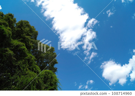藍天、白雲、清新的綠樹、白雲 藍天、白雲、清新的綠樹、白雲 108714960