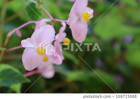 粉紅花瓣秋海藻花的特寫鏡頭 粉紅花瓣秋海藻花的特寫鏡頭 108715088
