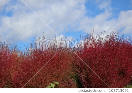 A landscape with white clouds, a blue sky, and a field of kochia trees with red autumn leaves. A landscape with white clouds, a blue sky, and a field of kochia trees with red autumn leaves. 108715091