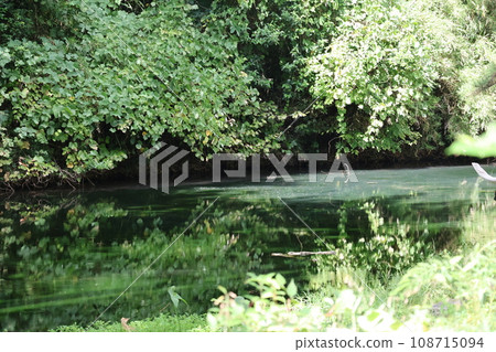 公園景觀,綠樹成蔭,綠草如茵,池塘水面如鏡面。 公園景觀,綠樹成蔭,綠草如茵,池塘水面如鏡面。 108715094