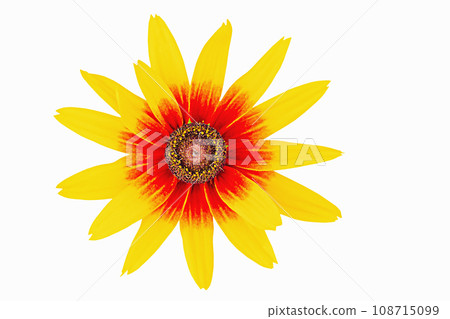 Flower with yellow and red parts on petals macro photo isolate on white. Flower with yellow and red parts on petals macro photo isolate on white. 108715099