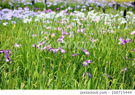 Iris flower first light Iris flower first light 108715444