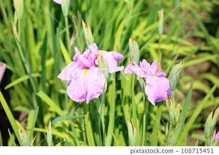 Iris flowers, cherry blossoms at the inn 108715451