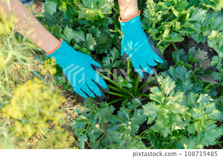 Close-up celery plant growing in a garden bed, farmer's hands showing plant 108715485