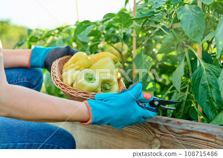 Woman cutting ripe yellow sweet bell peppers into basket from garden Woman cutting ripe yellow sweet bell peppers into basket from garden 108715486
