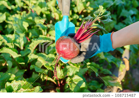 Close-up of beet in hands of female farmer, farmer's market Close-up of beet in hands of female farmer, farmer's market 108715487