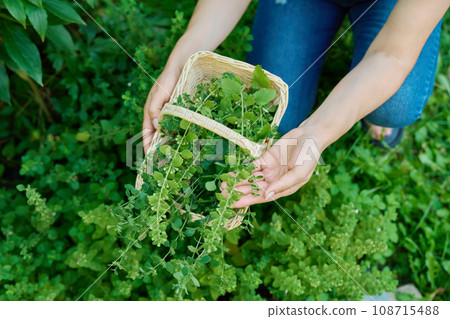 Hands with harvest aromatic fresh Lemon balm mint Melissa officinalis herbs in basket Hands with harvest aromatic fresh Lemon balm mint Melissa officinalis herbs in basket 108715488