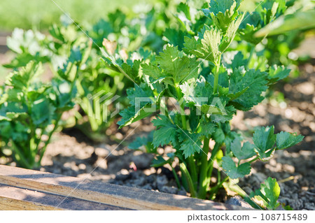 Close-up celery plant growing in a garden bed Close-up celery plant growing in a garden bed 108715489