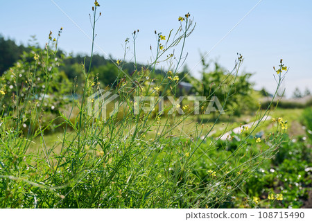 Close up of arugula plant with branches with flowers with seeds Close up of arugula plant with branches with flowers with seeds 108715490