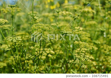 Close up of parsley plant with branches with seeds Close up of parsley plant with branches with seeds 108715491