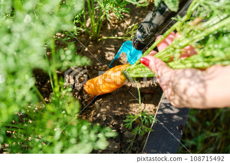 Close-up of carrot in hands of female farmer, farmer's market Close-up of carrot in hands of female farmer, farmer's market 108715492