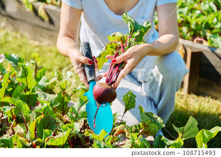 Close-up of beet in hands of female farmer, farmer's market Close-up of beet in hands of female farmer, farmer's market 108715493