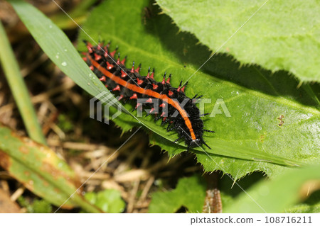 Larva of Pinus thunbergii 108716211