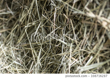 FRESH CUT BALED HAY BACKGROUND FRESH CUT BALED HAY BACKGROUND 108716287