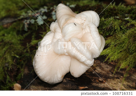 黏液蘑菇 黏液蘑菇 108716331