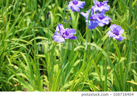 Iris flower Shohotei 108716404