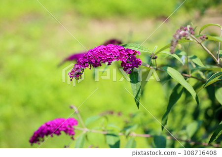 Buddha flower Buddha flower 108716408