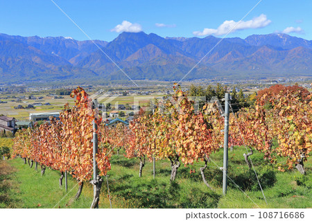 Azumino Vineyard and Northern Alps in late autumn Azumino Vineyard and Northern Alps in late autumn 108716686