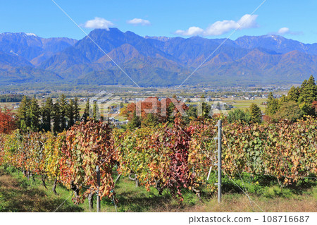 Azumino Vineyard and Northern Alps in late autumn Azumino Vineyard and Northern Alps in late autumn 108716687