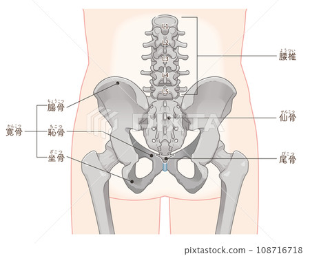 骨盆、腰椎、股骨、髖關節、背部、背部、骨折、插圖、插圖 骨盆、腰椎、股骨、髖關節、背部、背部、骨折、插圖、插圖 108716718