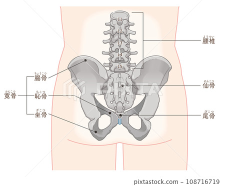 Pelvis, lumbar vertebrae, femur, hip joint, back, back, fracture, illustration, illustration Pelvis, lumbar vertebrae, femur, hip joint, back, back, fracture, illustration, illustration 108716719