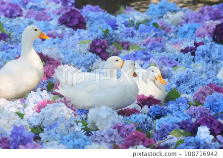 Colorful underwater flowers of hydrangea in Amehiki Kannon pond, Motoki, Sakuragawa City, Ibaraki Prefecture, Amehikiyama Rakuhoji Temple, and a flock of ducks playing on it. Colorful underwater flowers of hydrangea in Amehiki Kannon pond, Motoki, Sakuragawa City, Ibaraki Prefecture, Amehikiyama Rakuhoji Temple, and a flock of ducks playing on it. 108716942