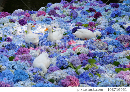 茨城縣櫻川市本木市的雨引觀音池、雨引山樂法寺的水下繡球花色彩斑斕，一群鴨子在池上嬉戲。 108716961