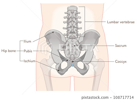 骨盆、腰椎、股骨、髖關節、背部、背部、骨折、插圖、插圖 骨盆、腰椎、股骨、髖關節、背部、背部、骨折、插圖、插圖 108717714