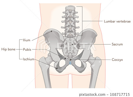 Pelvis, lumbar vertebrae, femur, hip joint, back, back, fracture, illustration, illustration 108717715