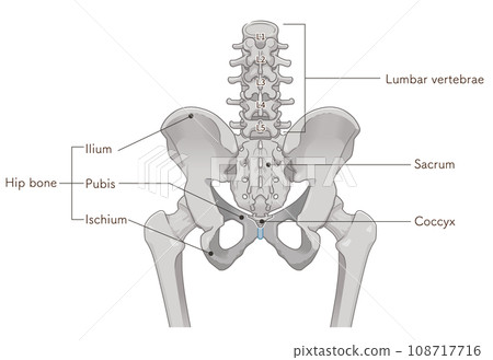 Pelvis, lumbar vertebrae, femur, hip joint, back, back, fracture, illustration, illustration 108717716