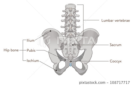 Pelvis, lumbar vertebrae, femur, hip joint, back, back, fracture, illustration, illustration 108717717