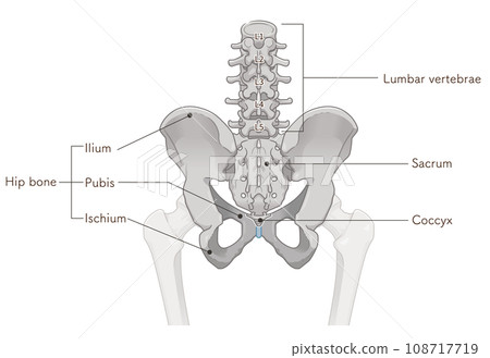 Pelvis, lumbar vertebrae, femur, hip joint, back, back, fracture, illustration, illustration 108717719