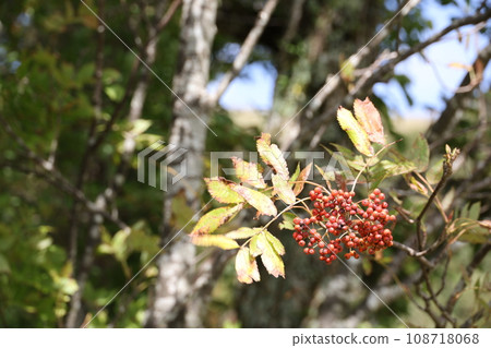 Tree with red fruits 108718068