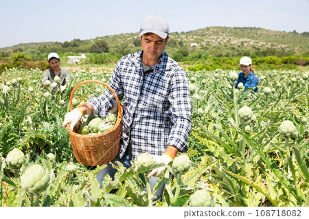 Male farmer harvesting ripe artichokes at a vegetable farm on sunny day 108718082