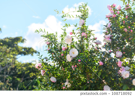 冬天盛開的薩贊卡花 冬天盛開的薩贊卡花 108718092