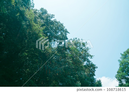 tender green, verdure, trees 108718615