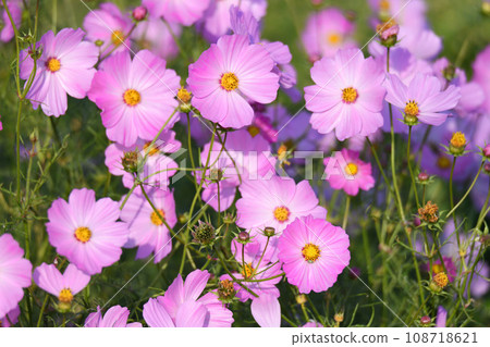 鴻巢市的波斯菊田秋景 108718621