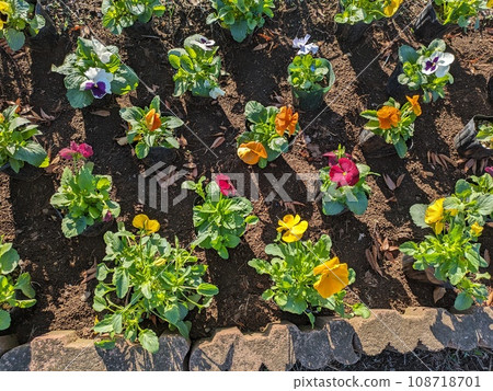 Colorful pansy flowers blooming in the flower bed in late autumn 108718701