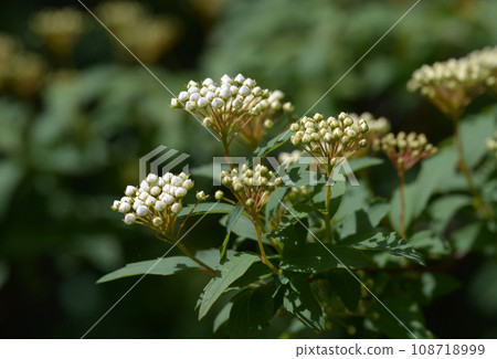 Bud of Kodemari Bud of Kodemari 108718999