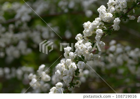 Shimimibana 108719016