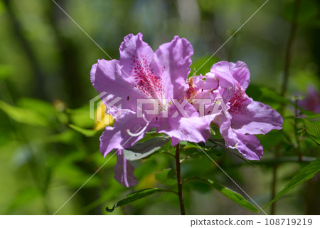 Rhododendron Rhododendron 108719219