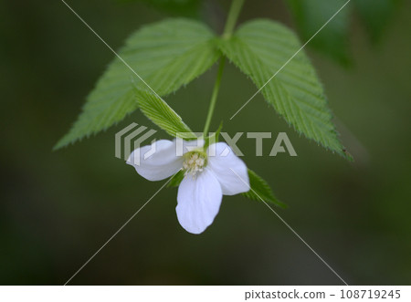 城山吹 城山吹 108719245