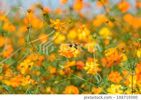 黃腹波斯菊 108719300