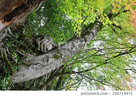 Tokyo Adventure Line Trees along the Mitake Valley promenade Ome City, Tokyo Tokyo Adventure Line Trees along the Mitake Valley promenade Ome City, Tokyo 108719471