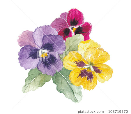 三色堇用水彩畫 3 種顏色 108719570