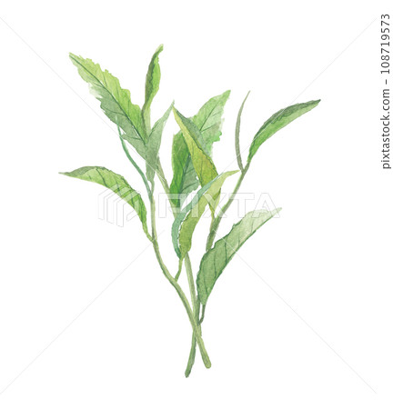 Multiple tea leaves painted in watercolor 108719573
