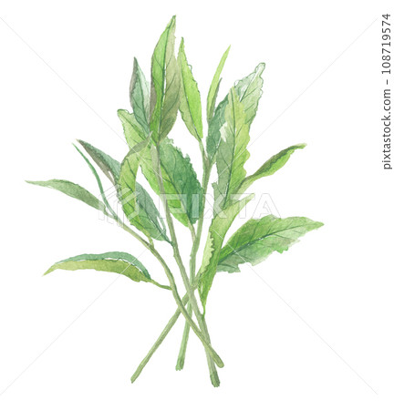 Multiple tea leaves painted in watercolor 108719574