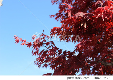 Autumn leaves shining in the blue sky Autumn leaves shining in the blue sky 108719578
